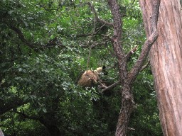 Bear and Cub by Clarks Fork